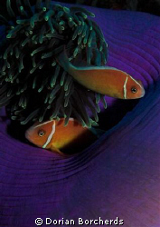 Pink Anemone fish near Kavieng.Used my Nikon D70s with 60... by Dorian Borcherds 